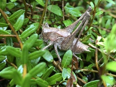 Atlanticus americanus