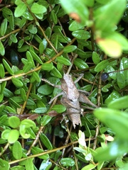 Atlanticus americanus