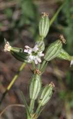 Silene scouleri