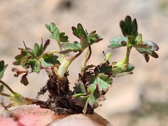 Potentilla gelida