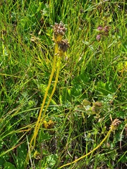Primula auriculata