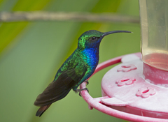 Campylopterus falcatus