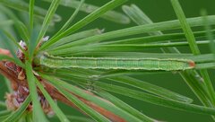 Eupithecia lariciata