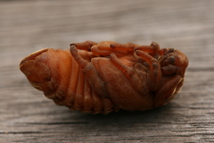 Oryctes nasicornis