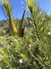 Oncopeltus varicolor