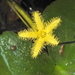 Nymphoides thunbergiana - Photo (c) cati, alguns direitos reservados (CC BY-NC), uploaded by cati
