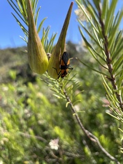 Oncopeltus varicolor