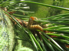 Acantholyda posticalis