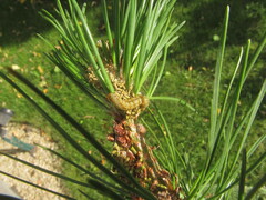 Acantholyda posticalis