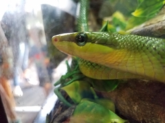 Gonyosoma