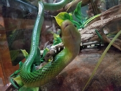 Gonyosoma