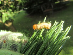 Acantholyda posticalis