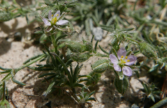 Spergularia rubra