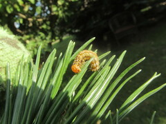 Acantholyda posticalis