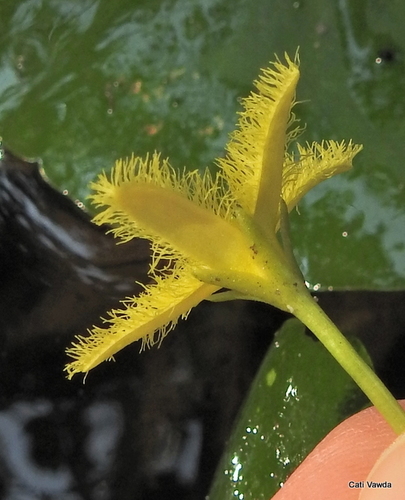 Yellow Pondlily