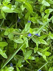 Bacopa caroliniana
