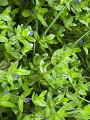 Bacopa caroliniana