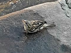 Passer domesticus
