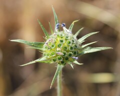 Knautia integrifolia