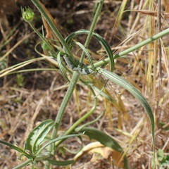 Knautia integrifolia