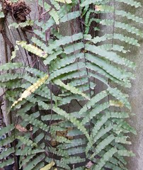 Goniophlebium persicifolium