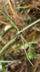 Knautia integrifolia