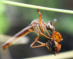 Diogmites sallei