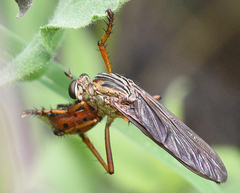Diogmites sallei