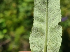 Primula auriculata