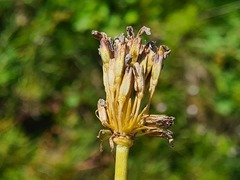 Primula auriculata