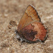 Brown Elfin - Photo (c) Bill Bouton, some rights reserved (CC BY-NC-SA)