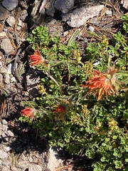 Castilleja applegatei applegatei