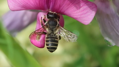 Megachile ericetorum