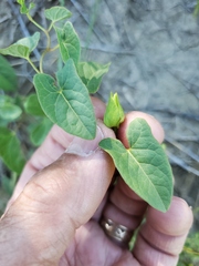 Calystegia macounii