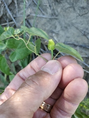Calystegia macounii