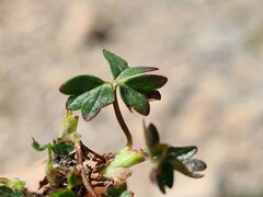 Potentilla gelida