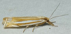 Crambus laqueatellus