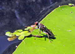 Hydromyza livens