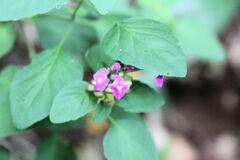 Scutellaria seleriana