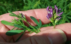 Medicago sativa