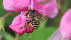 Megachile ericetorum
