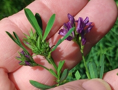 Medicago sativa