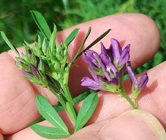 Medicago sativa