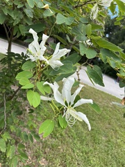 Bauhinia aculeata