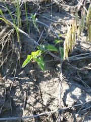 Calystegia macounii