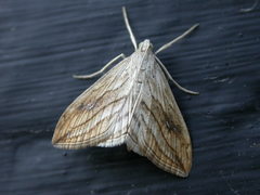 Evergestis forficalis