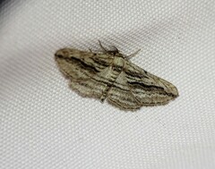 Ecleora