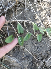 Calystegia macounii