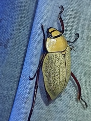 Heterosternus buprestoides