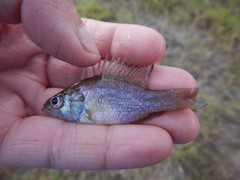 Lepomis megalotis